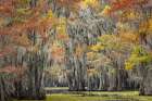 Bald cypress trees and autumn colors in southern swamp, Caddo Lake, Texas. Art Print